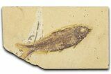 Detailed Fossil Fish (Knightia) - Wyoming #330802-1